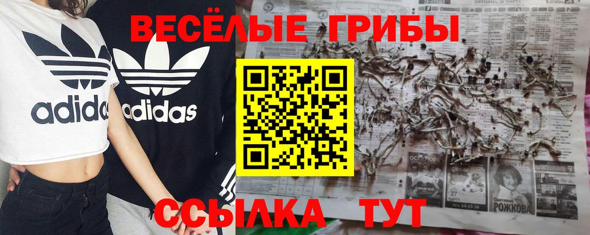 Псилоцибиновые грибы Psilocybine cubensis Алексин